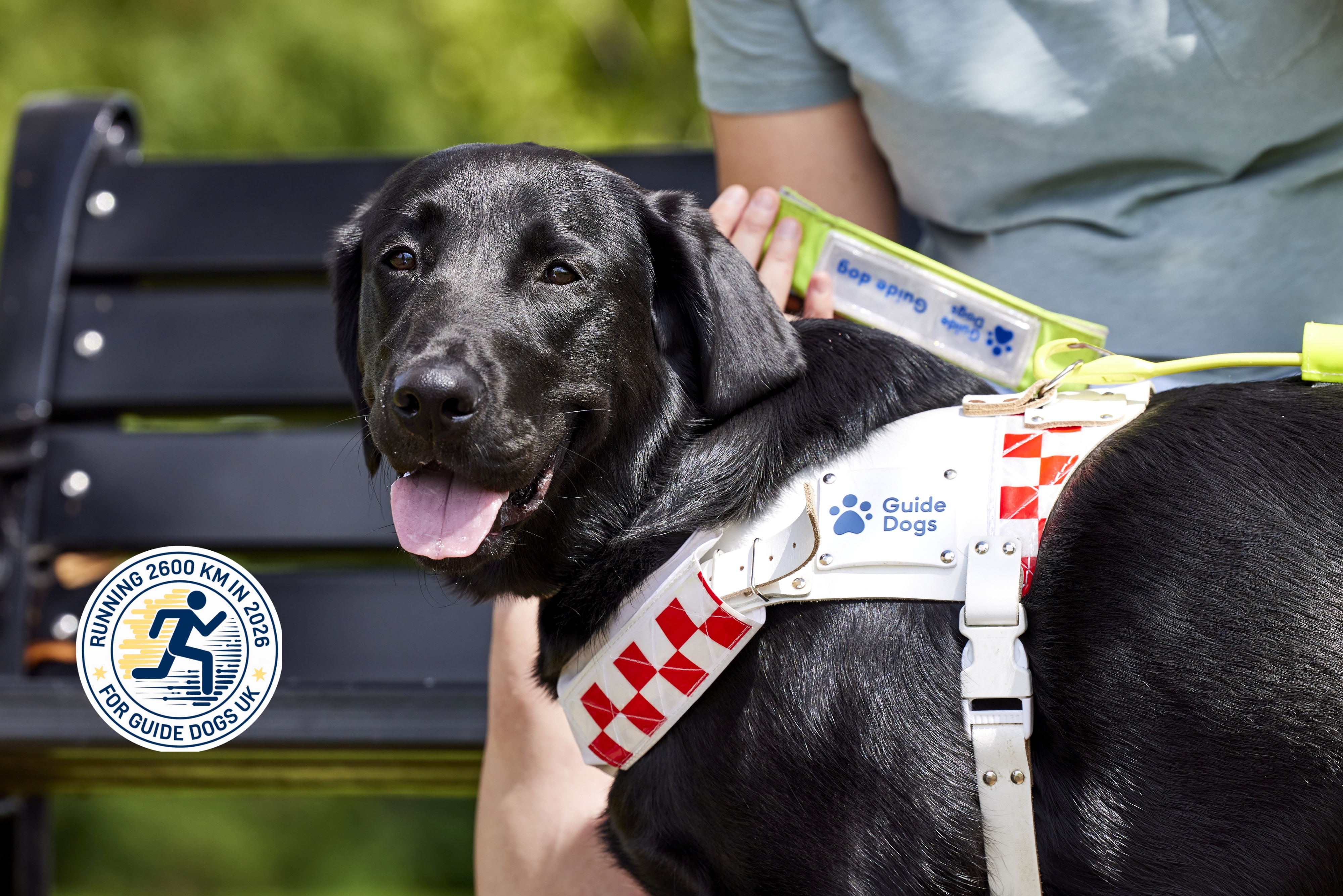 Guide dog in a harness